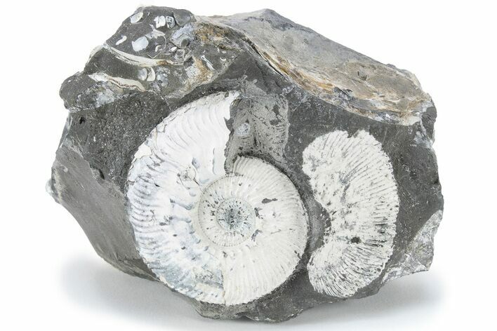 Jurassic Ammonite (Kosmoceras) Cluster - England #220684